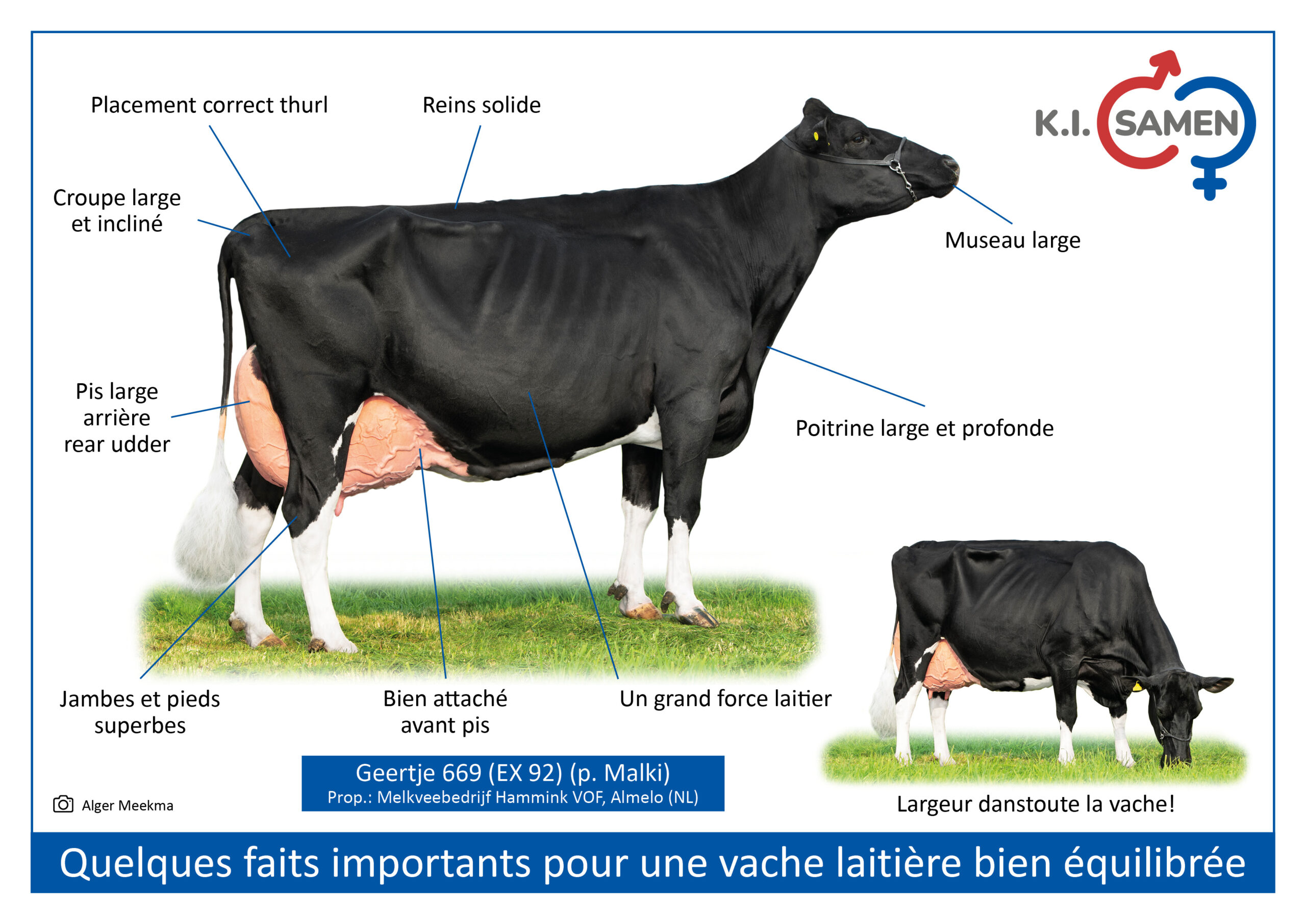 Well balanced dairy cow_FR_KI LOGO